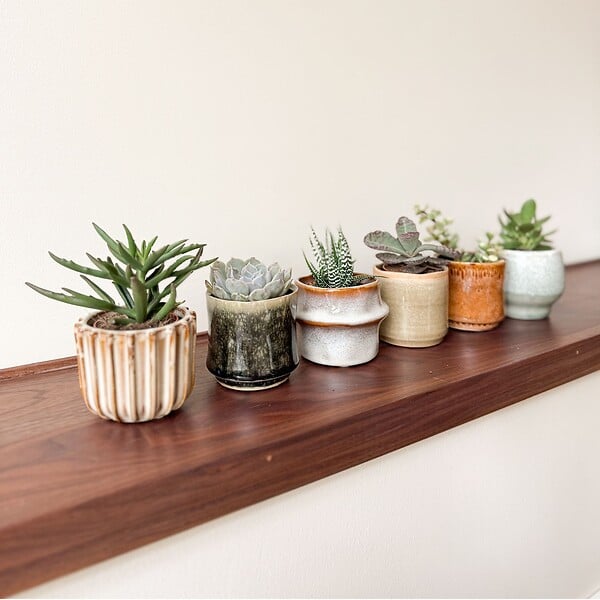 PLANT IN A BOX - Mélange de petites succulentes - Set de 6 - Succulent Mix - H5-10cm - ⌀5,5cm - large