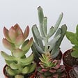 PLANT IN A BOX - Mélange de petites succulentes - Set de 6 - Succulent Mix - H5-10cm - ⌀5,5cm - vignette
