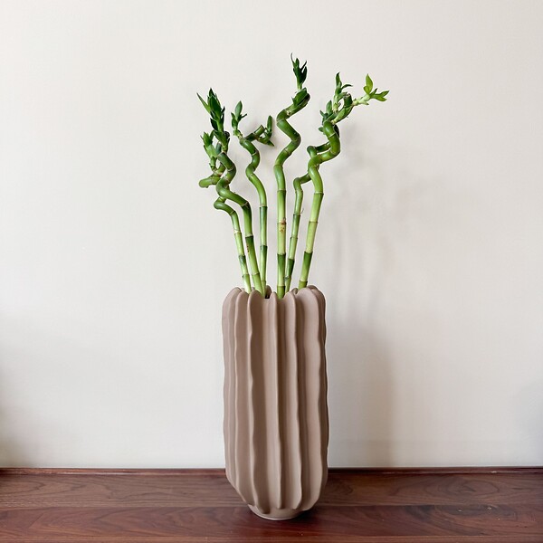 PLANT IN A BOX - Lucky Bamboo - Set de 6 - Dracaena sanderiana - Hauteur 40-50cm - ⌀2cm - large
