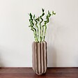 PLANT IN A BOX - Lucky Bamboo - Set de 6 - Dracaena sanderiana - Hauteur 40-50cm - ⌀2cm - vignette