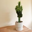 PLANT IN A BOX - Euphorbe ingens - Euphorbia ingens - Hauteur 50-60cm - ⌀17cm - vignette