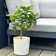 PLANT IN A BOX - Citronnier - Citrus limon - Hauteur 60-70cm - ⌀19cm - vignette