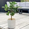 PLANT IN A BOX - Citronnier - Citrus limon - Hauteur 60-70cm - ⌀19cm - vignette