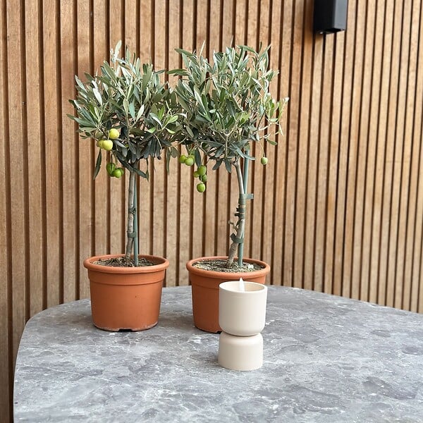 PLANT IN A BOX - Olivier - Set de 2 - Olea europaea - Hauteur 50-60cm - ⌀14cm - large