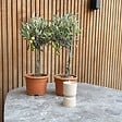 PLANT IN A BOX - Olivier - Set de 2 - Olea europaea - Hauteur 50-60cm - ⌀14cm - vignette