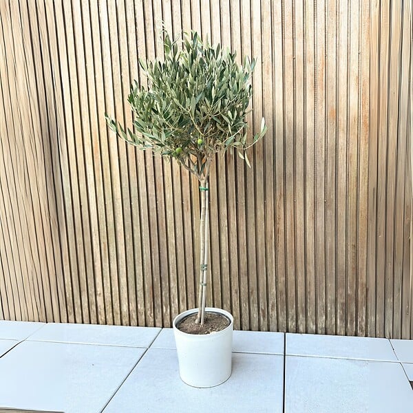 PLANT IN A BOX - Olivier - Olea europaea - Hauteur 90-100cm - ⌀21cm - large
