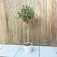 PLANT IN A BOX - Olivier - Olea europaea - Hauteur 90-100cm - ⌀21cm - vignette
