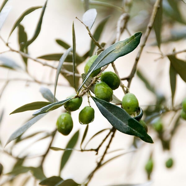 PLANT IN A BOX - Olivier - Olea europaea - Hauteur 90-100cm - ⌀21cm - large