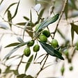 PLANT IN A BOX - Olivier - Olea europaea - Hauteur 90-100cm - ⌀21cm - vignette