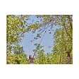 GARDENA - Coupe Branche GARDENA StarCut Pro L Bypass + Scie - Portée 6.5m - vignette