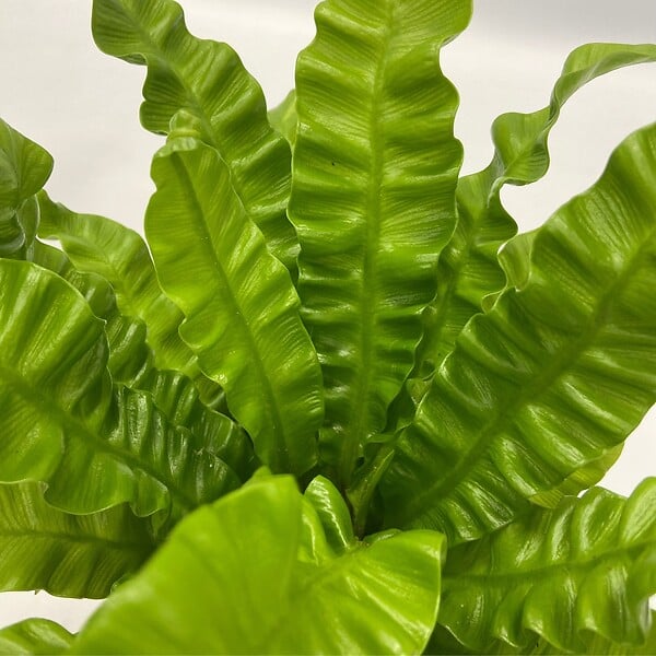 PLANT IN A BOX - Mélange de plantes purificatrices d'air - Set de 5 - Hauteur 25-40cm - ⌀12cm - large