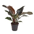 PLANT IN A BOX - Plante verte - Philodendron 'Imperial Red' - Hauteur 50cm - ⌀19cm - vignette