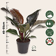 PLANT IN A BOX - Plante verte - Philodendron 'Imperial Red' - Hauteur 50cm - ⌀19cm - vignette