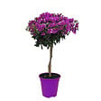 PLANT IN A BOX - Bougainvillier - Bougainvillea 'Alexandra' - Hauteur 50-60cm - ⌀17cm - vignette