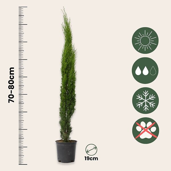 PLANT IN A BOX - Cyprès toujours vert - Set de 2 - Cupressus sempervirens - H70-80cm - ⌀19cm - large