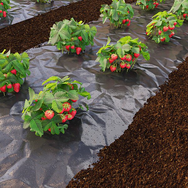 JARDIBEST - Film paillage fraise 1,4 x 5m - large
