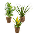 BLOOMIQUE - Lot de 3 - Mélange de plantes tropicales d’intérieur avec panier en jonc de mer - Dépolluantes - vignette