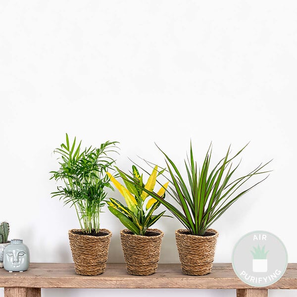 BLOOMIQUE - Lot de 3 - Mélange de plantes tropicales d’intérieur avec panier en jonc de mer - Dépolluantes - large