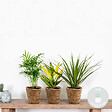 BLOOMIQUE - Lot de 3 - Mélange de plantes tropicales d’intérieur avec panier en jonc de mer - Dépolluantes - vignette