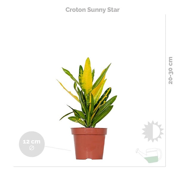 BLOOMIQUE - Lot de 3 - Mélange de plantes tropicales d’intérieur avec panier en jonc de mer - Dépolluantes - large