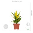 BLOOMIQUE - Lot de 3 - Mélange de plantes tropicales d’intérieur avec panier en jonc de mer - Dépolluantes - vignette