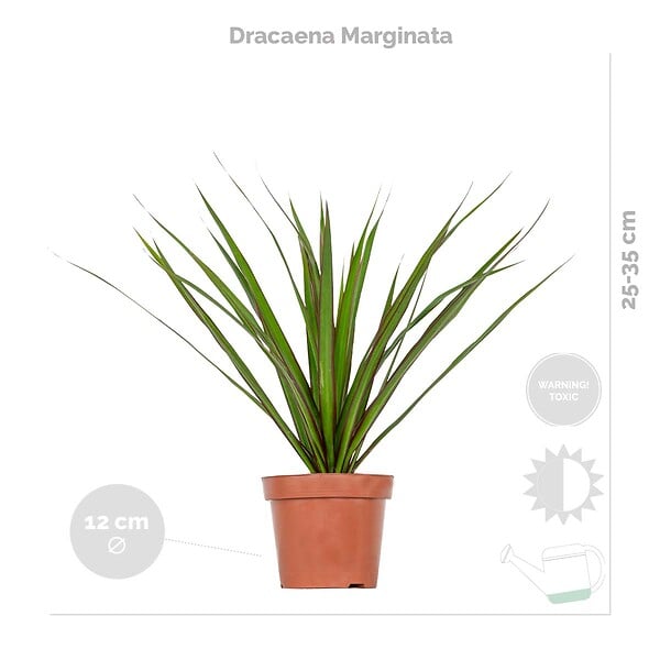 BLOOMIQUE - Lot de 3 - Mélange de plantes tropicales d’intérieur avec panier en jonc de mer - Dépolluantes - large