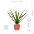 BLOOMIQUE - Lot de 3 - Mélange de plantes tropicales d’intérieur avec panier en jonc de mer - Dépolluantes - vignette