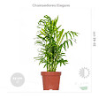 BLOOMIQUE - Lot de 3 - Mélange de plantes tropicales d’intérieur avec panier en jonc de mer - Dépolluantes - vignette