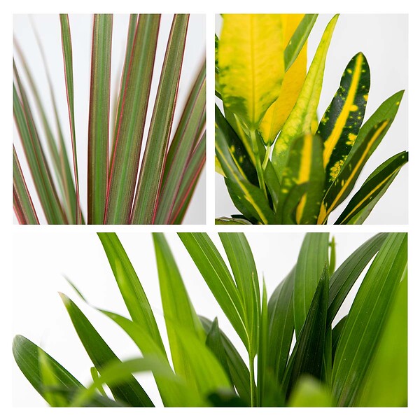 BLOOMIQUE - Lot de 3 - Mélange de plantes tropicales d’intérieur avec panier en jonc de mer - Dépolluantes - large