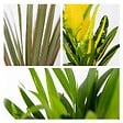 BLOOMIQUE - Lot de 3 - Mélange de plantes tropicales d’intérieur avec panier en jonc de mer - Dépolluantes - vignette