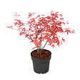 PLANT IN A BOX - érable du Japon - Acer palmatum 'Beni Maiko' - Hauteur 60-70cm - âŒ€19cm - vignette