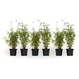 PLANT IN A BOX - Bambou non-traçant - Set de 6 - Fargesia nitida 'Red Dragon' - H50-70cm - ⌀17cm - vignette