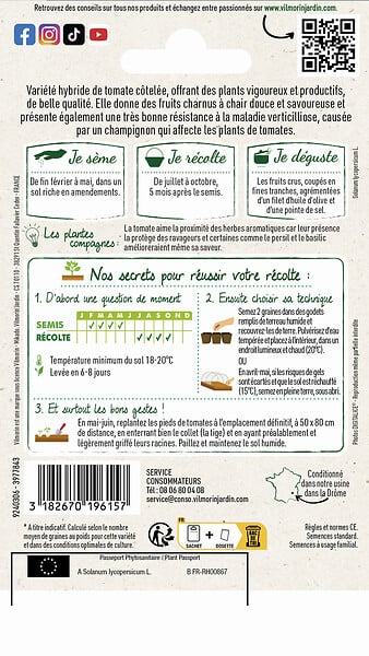VILMORIN - Tomate coeur de boeuf corazon hf1 - large