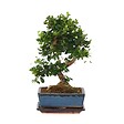 PLANT IN A BOX - Bonsaï - Carmona microphylla - Hauteur 20-30cm - ⌀15cm - vignette