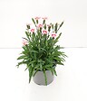 FLEURON - Oeillets Peach Party - vignette