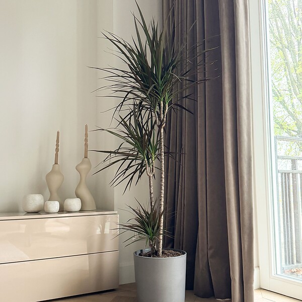 PLANT IN A BOX - Dragonnier - Dracaena marginata - Hauteur 110-130cm - ⌀24cm - large