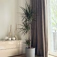 PLANT IN A BOX - Dragonnier - Dracaena marginata - Hauteur 110-130cm - ⌀24cm - vignette