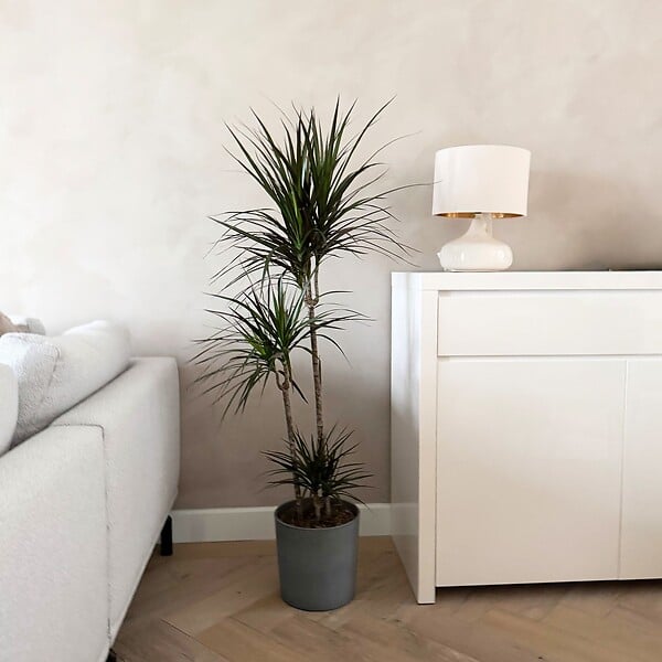 PLANT IN A BOX - Dragonnier - Dracaena marginata - Hauteur 110-130cm - ⌀24cm - large