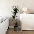 PLANT IN A BOX - Dragonnier - Dracaena marginata - Hauteur 110-130cm - ⌀24cm - vignette