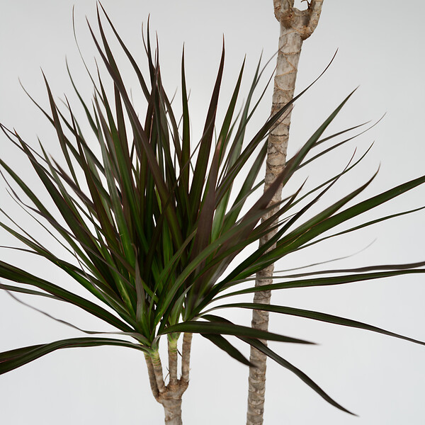 PLANT IN A BOX - Dragonnier - Dracaena marginata - Hauteur 110-130cm - ⌀24cm - large