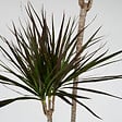 PLANT IN A BOX - Dragonnier - Dracaena marginata - Hauteur 110-130cm - ⌀24cm - vignette