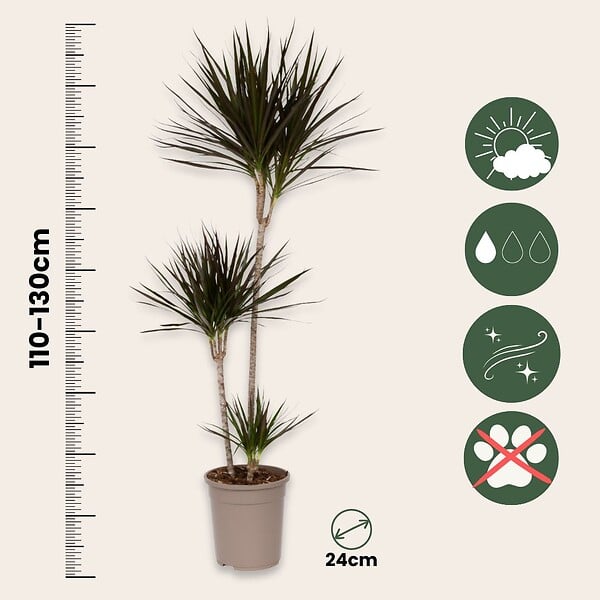PLANT IN A BOX - Dragonnier - Dracaena marginata - Hauteur 110-130cm - ⌀24cm - large