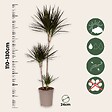 PLANT IN A BOX - Dragonnier - Dracaena marginata - Hauteur 110-130cm - ⌀24cm - vignette