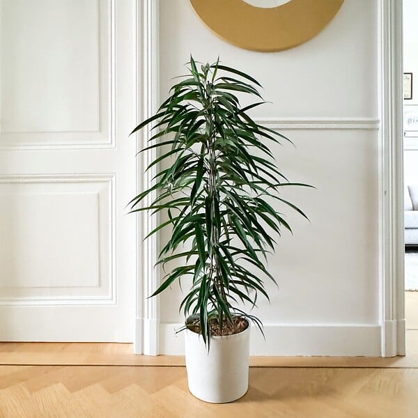 PLANT IN A BOX - Ficus pleureur - Ficus binnendijkii - Hauteur 100-110cm - ⌀21cm - large