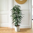PLANT IN A BOX - Ficus pleureur - Ficus binnendijkii - Hauteur 100-110cm - ⌀21cm - vignette