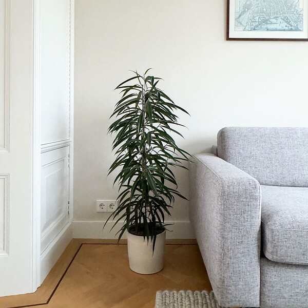 PLANT IN A BOX - Ficus pleureur - Ficus binnendijkii - Hauteur 100-110cm - ⌀21cm - large