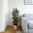 PLANT IN A BOX - Ficus pleureur - Ficus binnendijkii - Hauteur 100-110cm - ⌀21cm - vignette