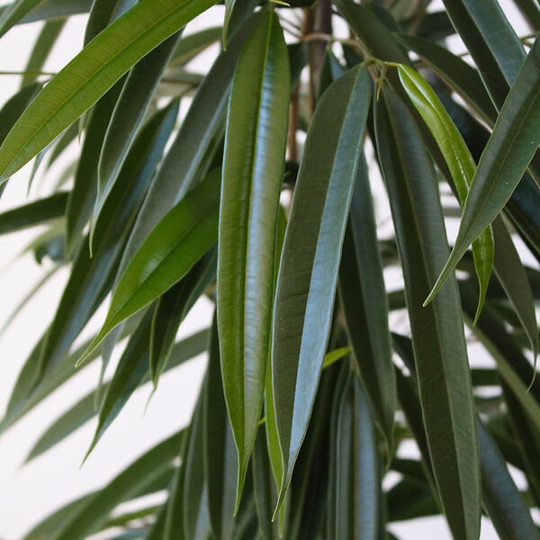 PLANT IN A BOX - Ficus pleureur - Ficus binnendijkii - Hauteur 100-110cm - ⌀21cm - large