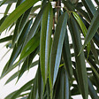 PLANT IN A BOX - Ficus pleureur - Ficus binnendijkii - Hauteur 100-110cm - ⌀21cm - vignette
