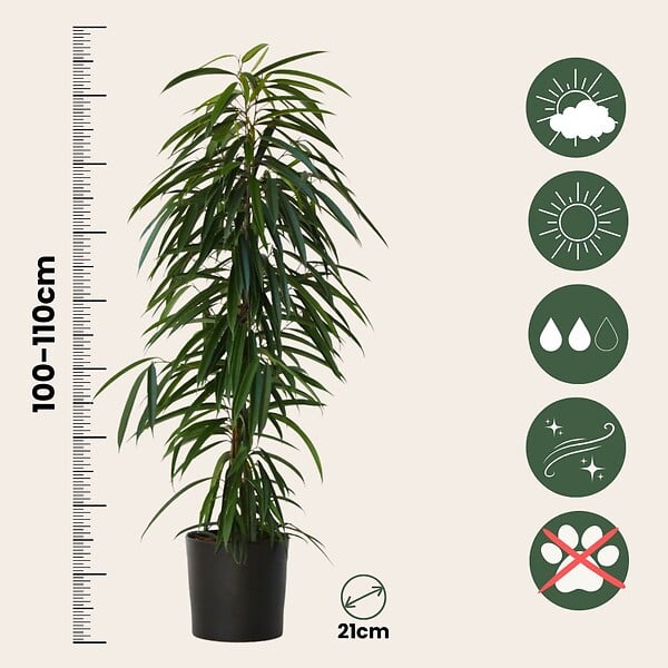 PLANT IN A BOX - Ficus pleureur - Ficus binnendijkii - Hauteur 100-110cm - ⌀21cm - large